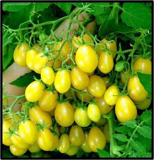 Tomato seeds Ildi - Heirloom