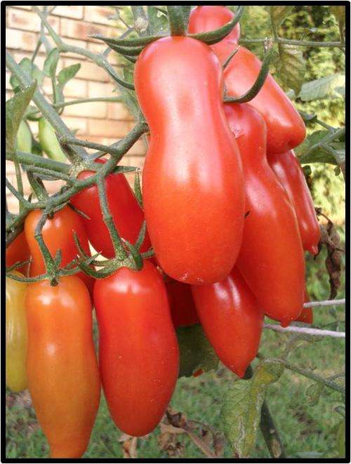 Tomato seeds San Marzano 10 seeds - Heirloom