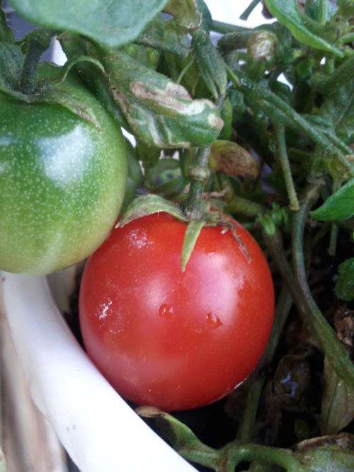 Tomato seeds Tumbling Tom