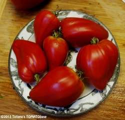 Tomato seeds Red Wolf 10 seeds - Very rare - New