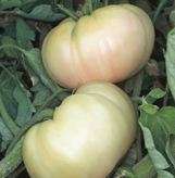 Tomato seeds White Queen 10 seeds - New!