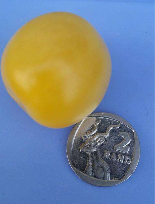 Tomato seeds Amish Butter 10 seeds - Extremely rare - New!