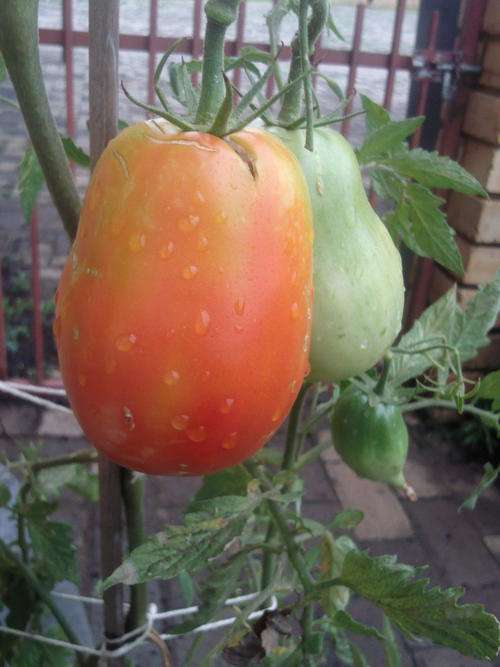 Tomato seeds Italian Plum 10 seeds