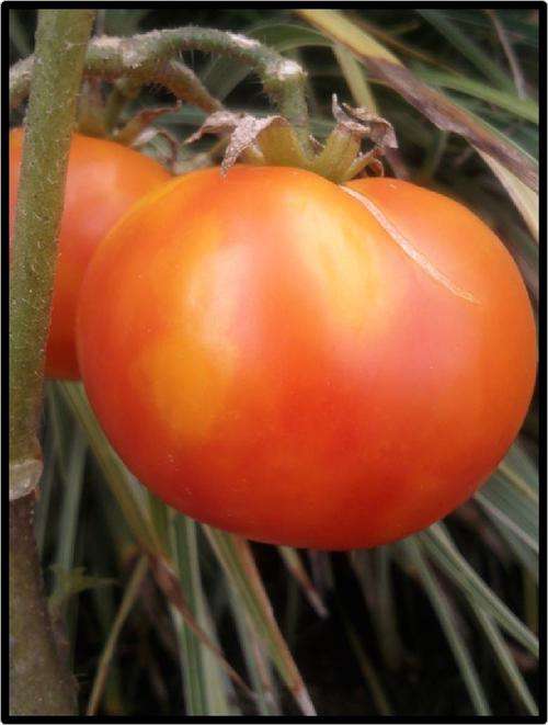 Tomato seeds Mr. Stripey 10 seeds - Heirloom - New!