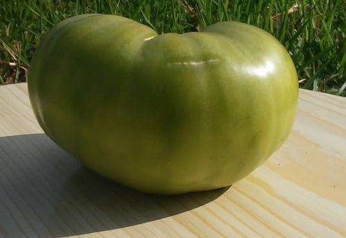 Tomato seeds Cherokee Lime 10 seeds - New!