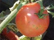 Tomato seeds Dwarf RozaLinda 10 seeds -  New!