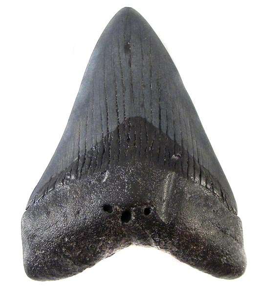 HUGE MEGALODON SHARK TOOTH FOSSIL! - 18 million years old!