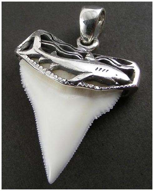 UNIQUE UNUSUAL REAL SHARK TOOTH STERLING SILVER PENDANT!!