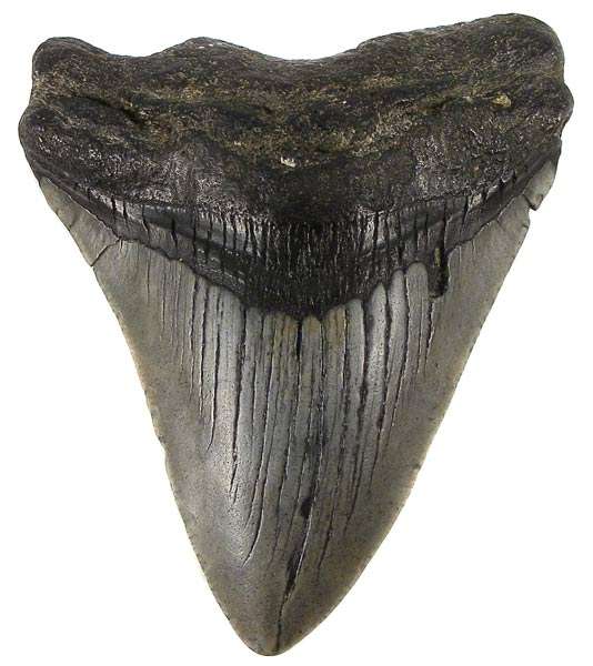 HUGE 10cm ANCIENT MEGALODON SHARK TOOTH! - 18 million years old!