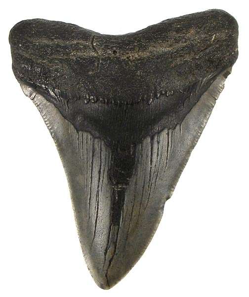 HUGE 9.5cm ANCIENT MEGALODON SHARK TOOTH! - 18 million years old!