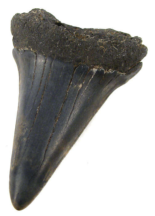 Genuine 5cm MAKO SHARK TOOTH Fossil! - millions of years old! Not a Replica!