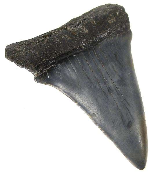 Genuine 4.9cm Curved Tip MAKO SHARK TOOTH Fossil! - millions of years old! Not a Replica!
