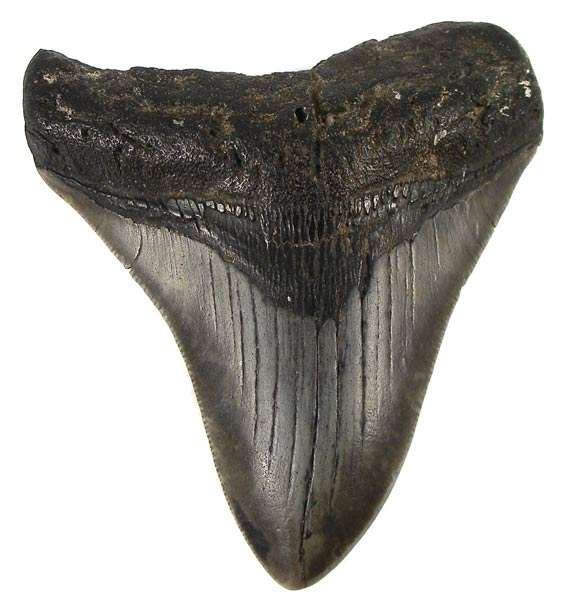 HUGE! GENUINE Great condition10.5cm ANCIENT MEGALODON SHARK TOOTH! - 18 million years old!