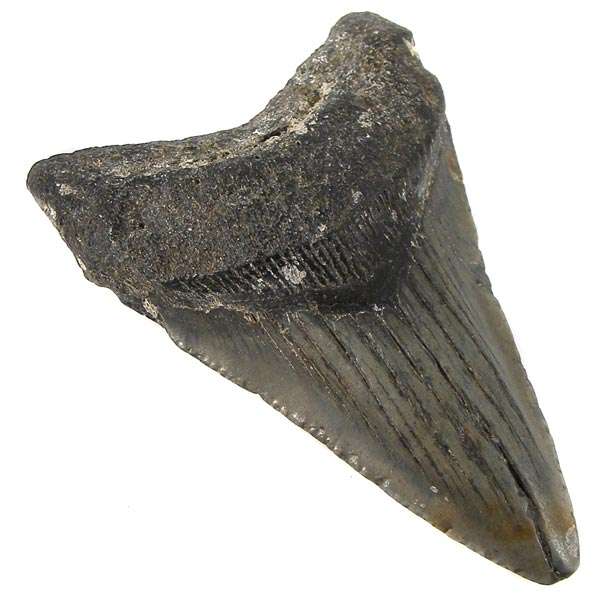 Juvenile 6.2cm Juvenile ANCIENT MEGALODON SHARK TOOTH! - 18 million years old!