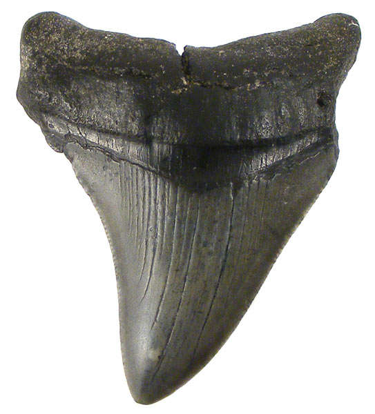 GENUINE 8cm ANCIENT MEGALODON SHARK TOOTH FOSSIL! - 18 million years old!