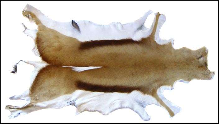 Natural Tanned SPRINGBOK Hides - untrimmed