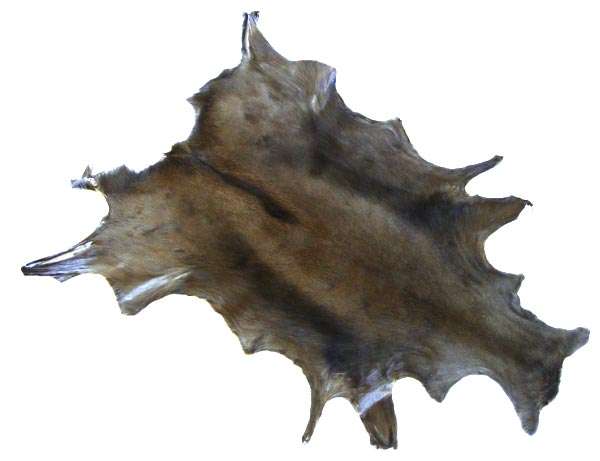 Natural Black Tanned SPRINGBOK Hides - untrimmed