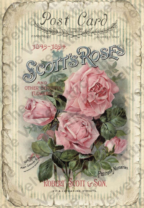 The Velvet Attic-Decoupage Decorative Furniture Posters / Paper - Scott's Roses