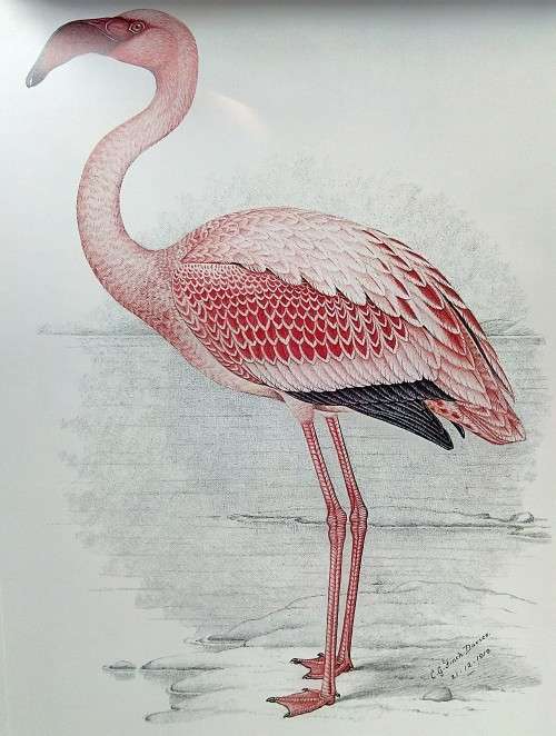 A Celebration of Birds: C.G. Finch-Davies's Final Album of Southern African Birds