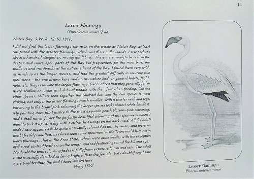 A Celebration of Birds: C.G. Finch-Davies's Final Album of Southern African Birds