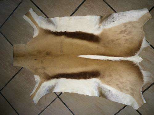 Springbok skin