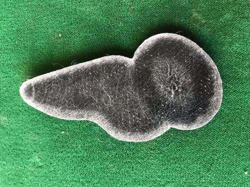 SAAF-LOADMASTER WING-FULL SIZE-GOLD- TUPPER