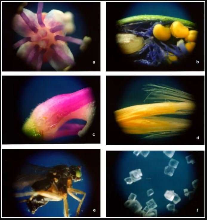 20x - 60x Educational Children's Portable LED Microscope Kit