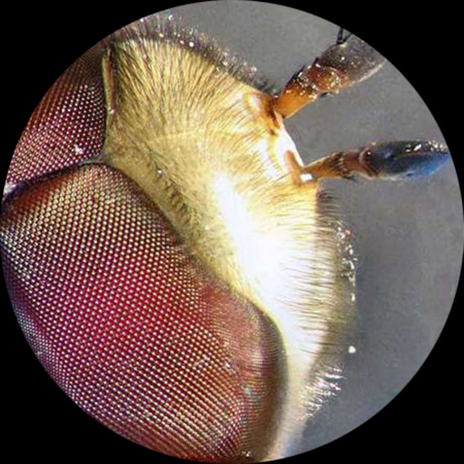 20x - 60x Educational Children's Portable LED Microscope Kit