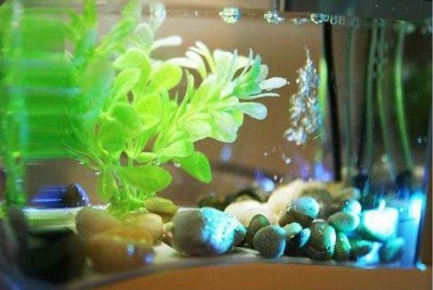 USB Desktop Aquarium, Water Recirculates to provide Oxygen, LED Light, LCD Display,Stationary Holder