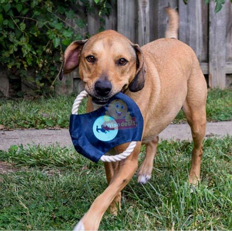3 PACK Dog Frisbee Toy - Ideal for training and to spend some quality time with your dogs