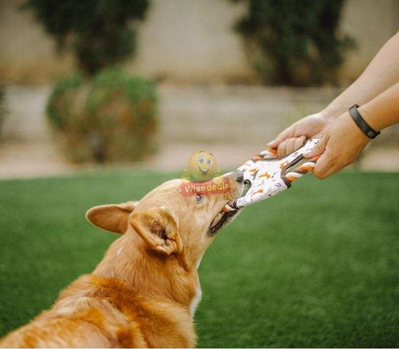 3 PACK Dog Frisbee Toy - Ideal for training and to spend some quality time with your dogs