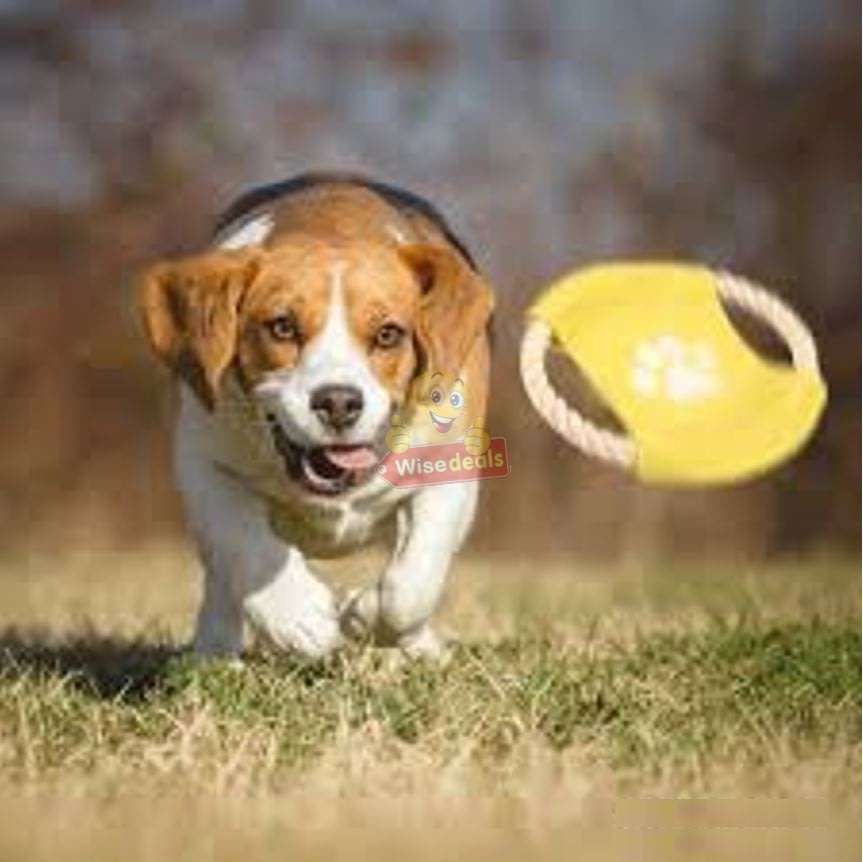 3 PACK Dog Frisbee Toy - Ideal for training and to spend some quality time with your dogs