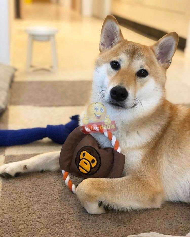 3 PACK Dog Frisbee Toy - Ideal for training and to spend some quality time with your dogs