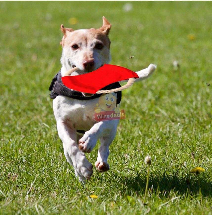 3 PACK Dog Frisbee Toy - Ideal for training and to spend some quality time with your dogs