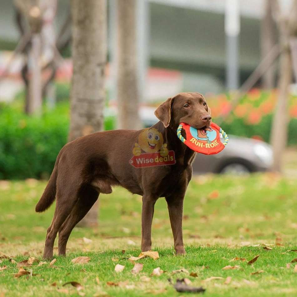 3 PACK Dog Frisbee Toy - Ideal for training and to spend some quality time with your dogs