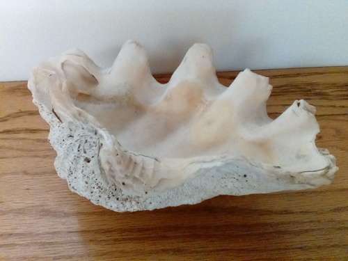 Solid & Heavy Sea Shell