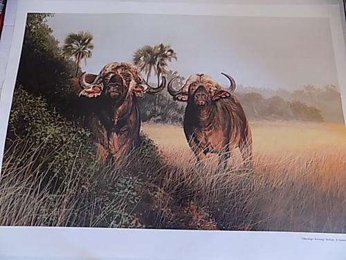 Quality Wildlife Art Calendar Print on Canvass Paper Board