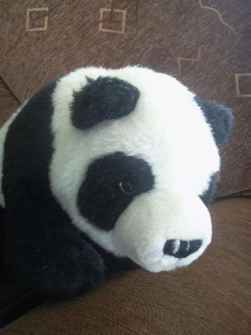Lovely Panda Bear