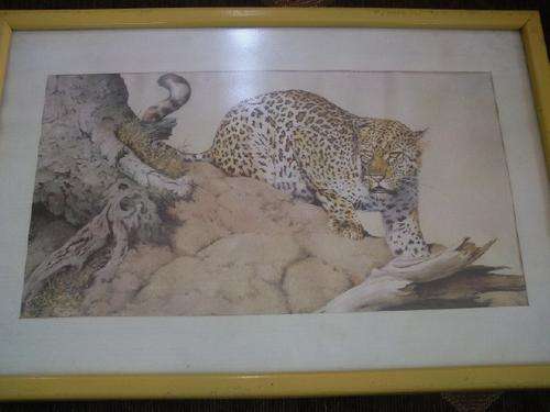 Zemvelo Cheetah Print