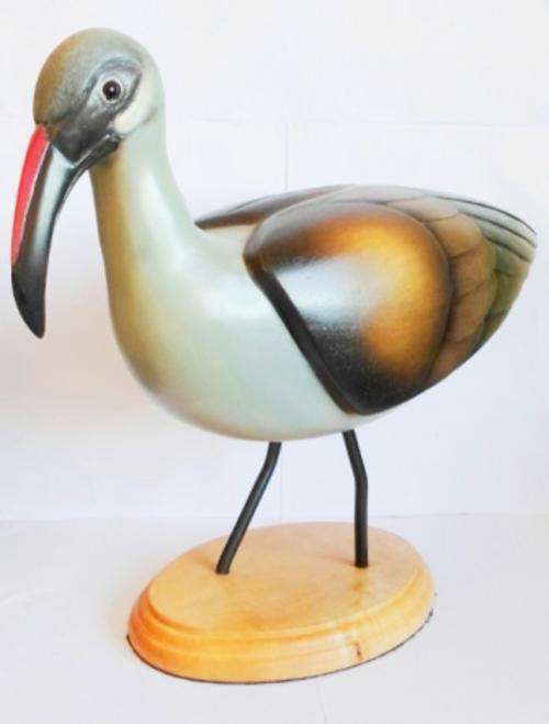 HUGE!! FEATHERS OF KNYSNA "HADEDA IBIS" 7/2000