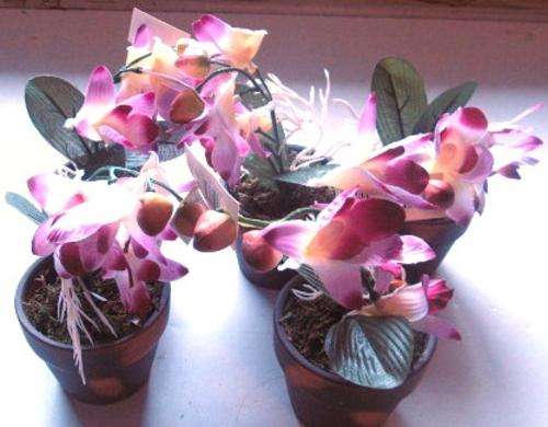 BULK LOT -Pot Plants - Bid per item - R1 Bid increments-Shipping R40, additional items are FREE