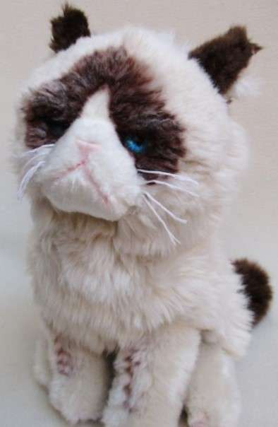 STUNNING FAT, FIERCE LOOKING GUND CAT WITH PIERCING BLUE EYES!!