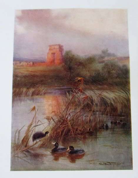 1909 FIRST EDITION - EGYPTIAN BIRDS PAINTED AND DESCRIBED BY CHARLES WHYMPER (51 COLOUR PLATES)