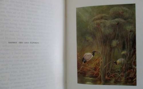 1909 FIRST EDITION - EGYPTIAN BIRDS PAINTED AND DESCRIBED BY CHARLES WHYMPER (51 COLOUR PLATES)