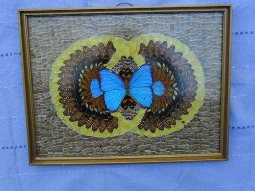 THE MOST AMAZING,UNIQUE"painting" done with butterfly wings LOOK!!