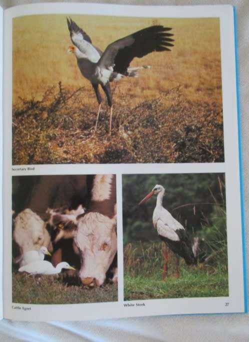 EVERYONE`S GUIDE TO SOUTH AFRICAN BIRDS - HARD COVER WITH DUST COVER BY JOHN SINCLAIR &  MENDELSOHN