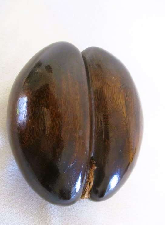 Sought after natural art - vintage polished Coco De Mer (Lodicea) - remarkable female form