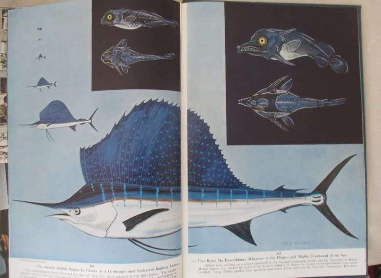 Six 1955 & 1956 National Geographic magazines (bound) plus book ex N.G. Writer & editor