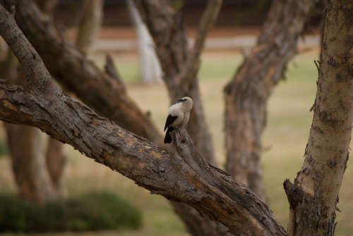 Sony a200 dSLR Camera with two lenses plus extras