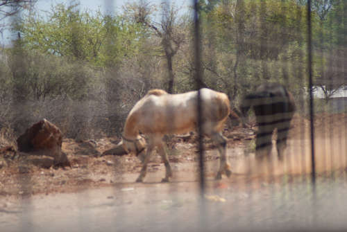 Sony a200 dSLR Camera with two lenses plus extras